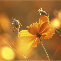 Como una flor al calor del Sol