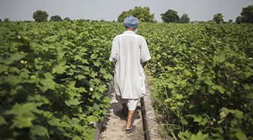 Naturally grown food